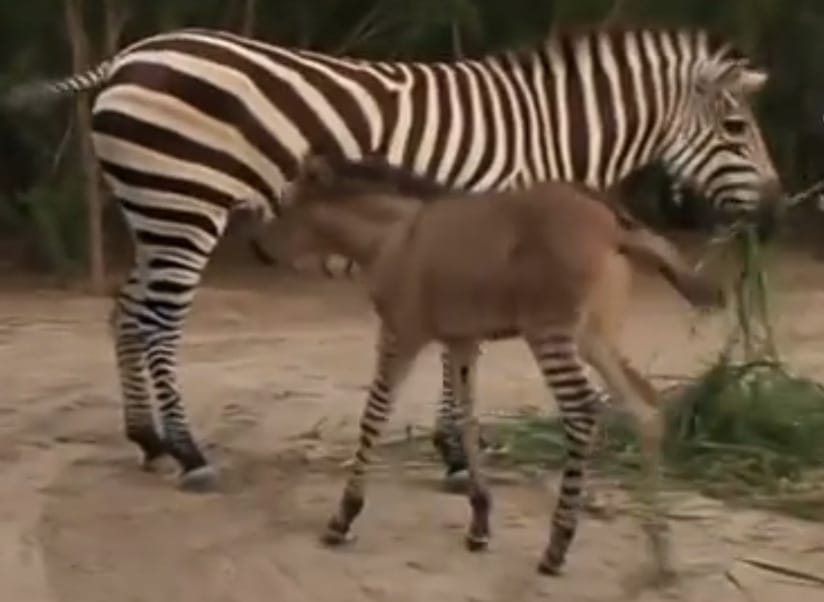 Imádnivaló kisállat született egy zebra és egy szamár románcából - videó