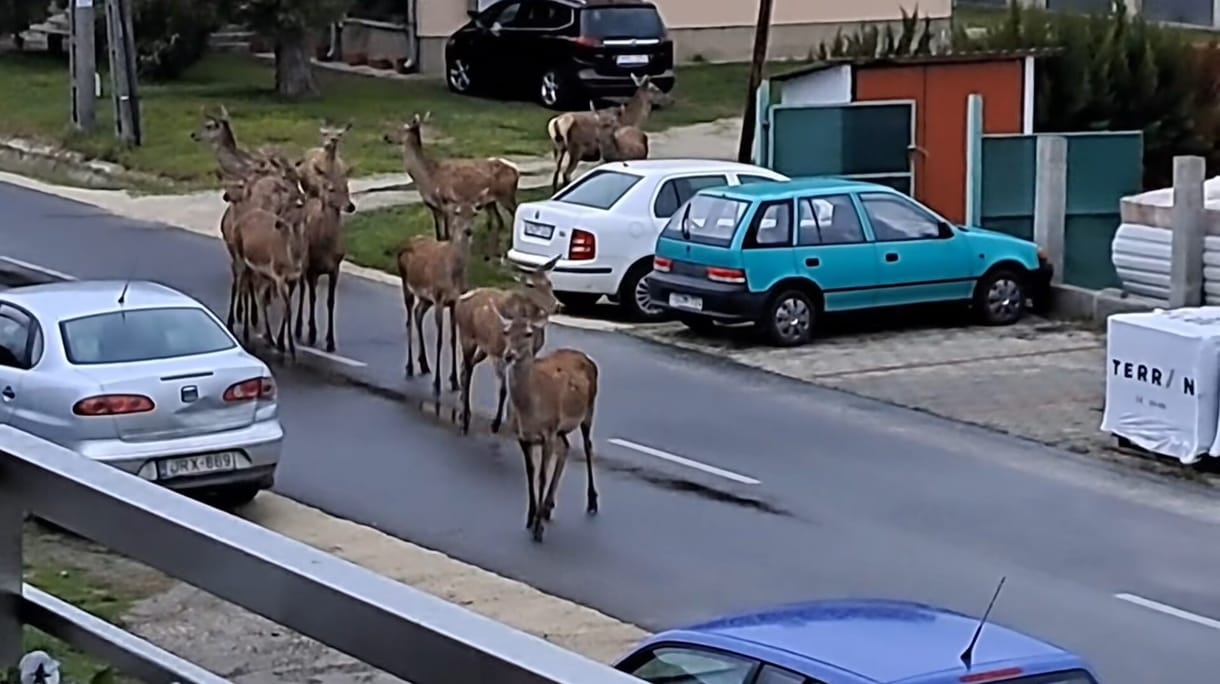 Szarvasok vették birtokba Balatonboglár egyik utcáját – videó