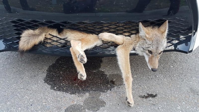 A nap képe: Rossz napja van? Mit mondjon akkor ez a prérifarkas?