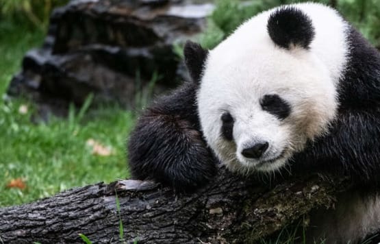 Elpusztult Tuan Tuan, az óriáspanda, akit Kína ajándékozott Tajvannak