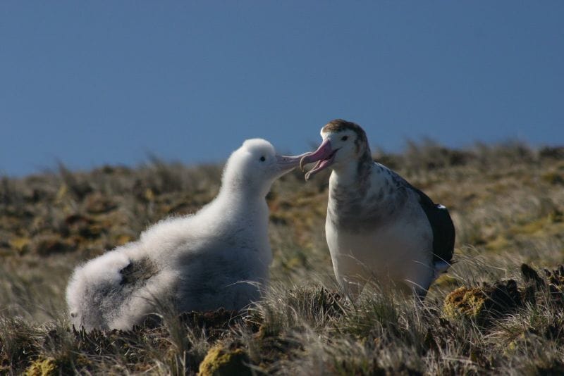Önálló fajnak ismerik el a világ legritkább albatroszát