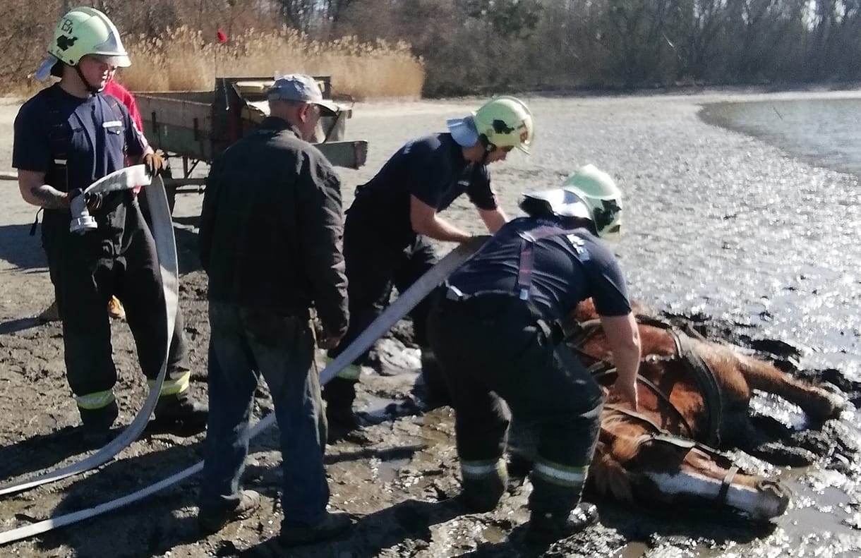 Lovat kellett kimenteni a tatai Öreg-tó iszapjából