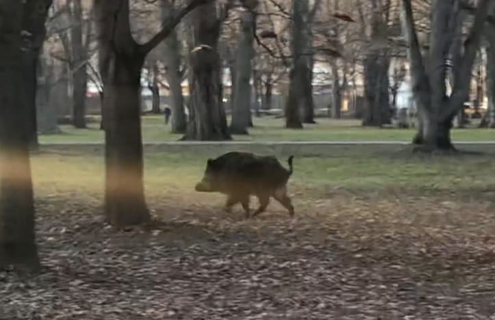 Kilőtték a margitszigeti vaddisznót