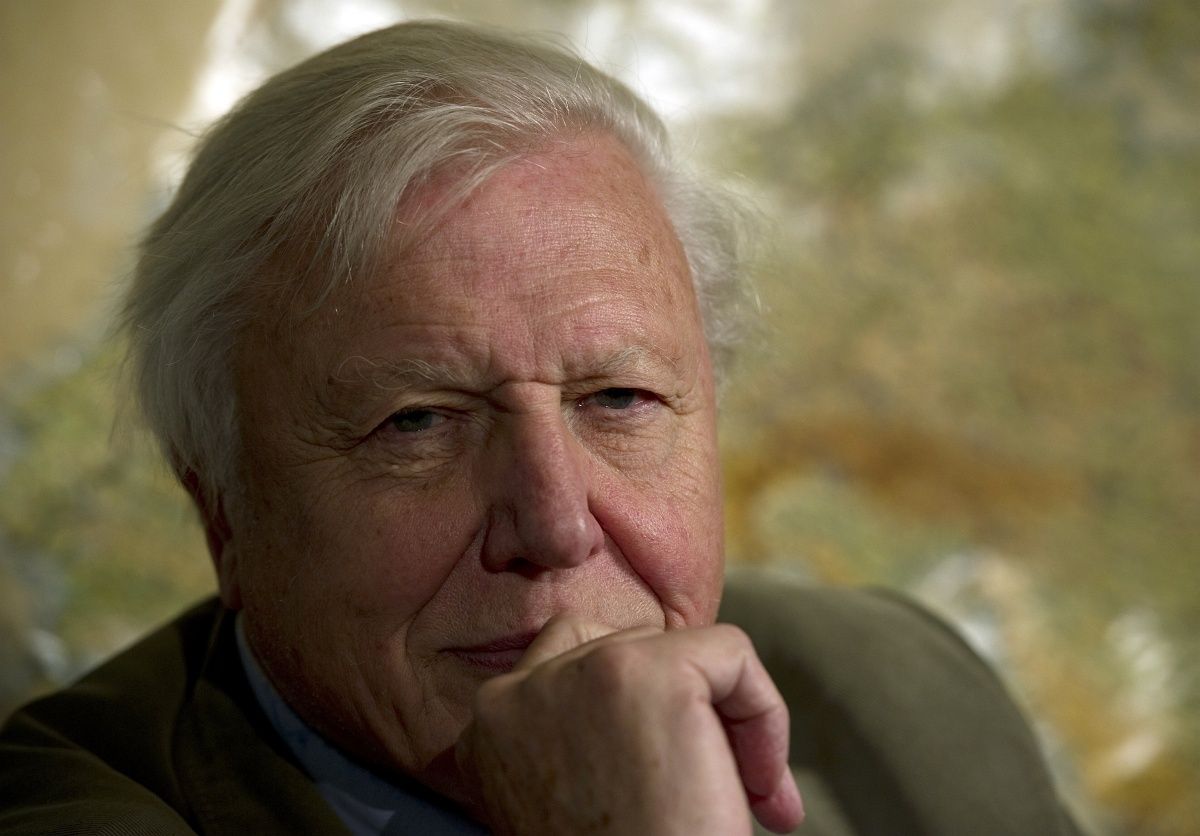 Ma is serényen dolgozik a legendás természetfilmes – David Attenborough 90 éves lett
