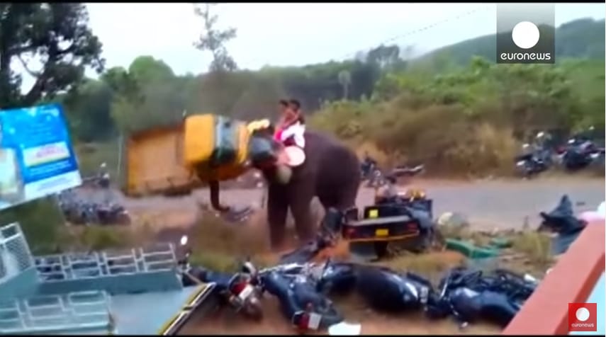 Eldurrant egy elefánt agya a fesztiválozástól, ez lett a vége – videó
