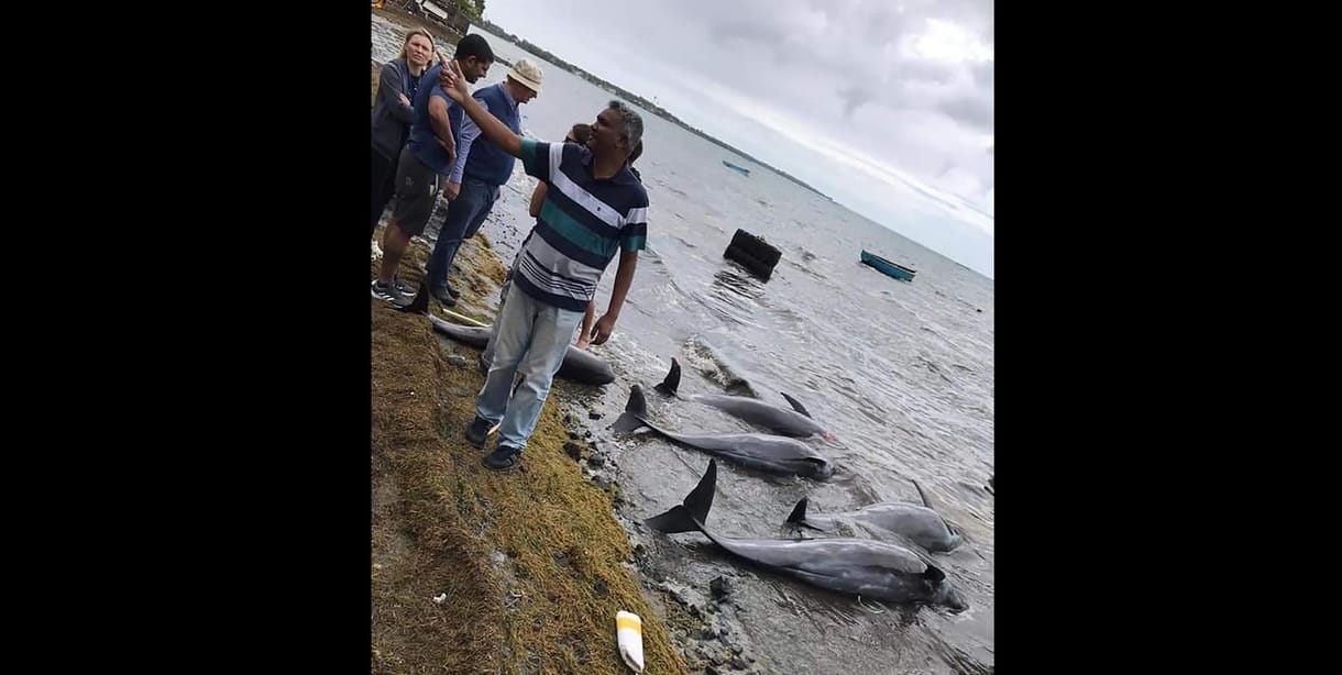 Már 40 delfin pusztult el Mauritiusnál