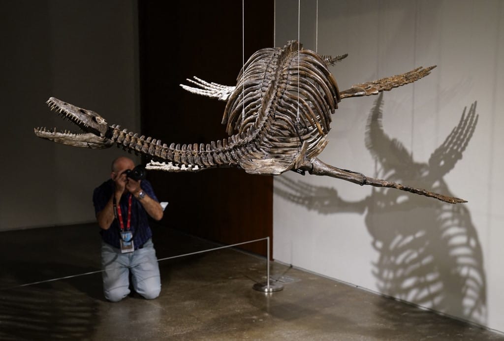 Két dinoszaurusz-csontvázat árverez el a Sotheby's