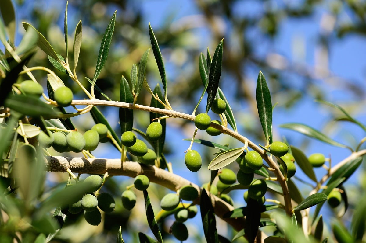 Hibás tanulmány miatt dicsérték agyon a mediterrán diétát?