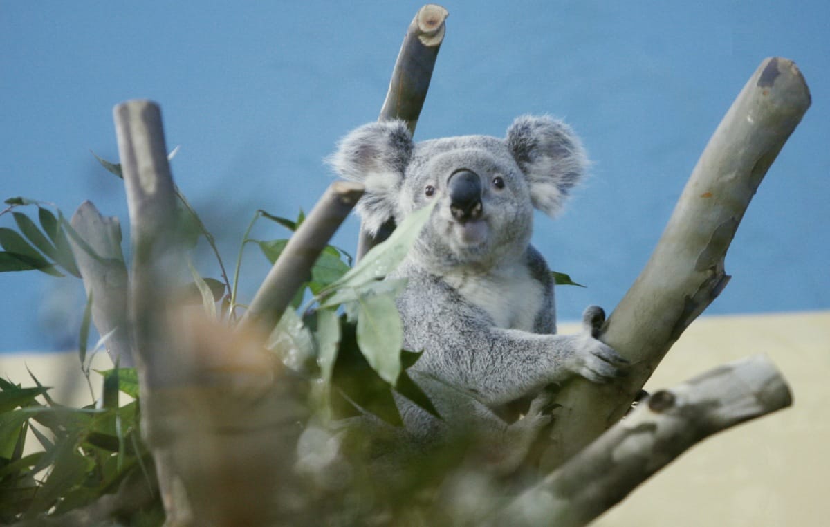 Koalairtásba kezdenek Ausztráliában