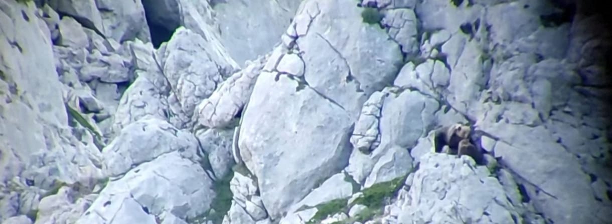 Élet-halál harcban védte meg kicsinyét egy nőstény medve a spanyol hegyek között + videó