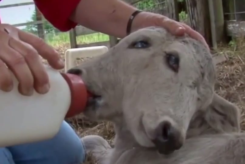 Videó: Kétfejű borjú született Floridában