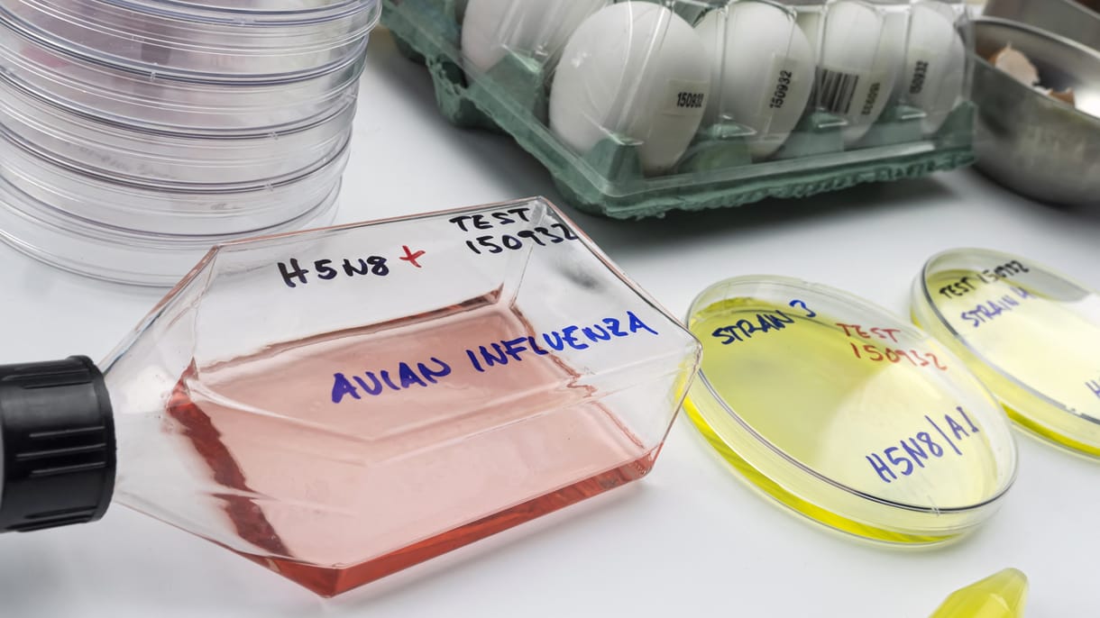 A WHO aggódik amiatt, hogy a madárinfluenza idővel emberről emberre is terjedhet