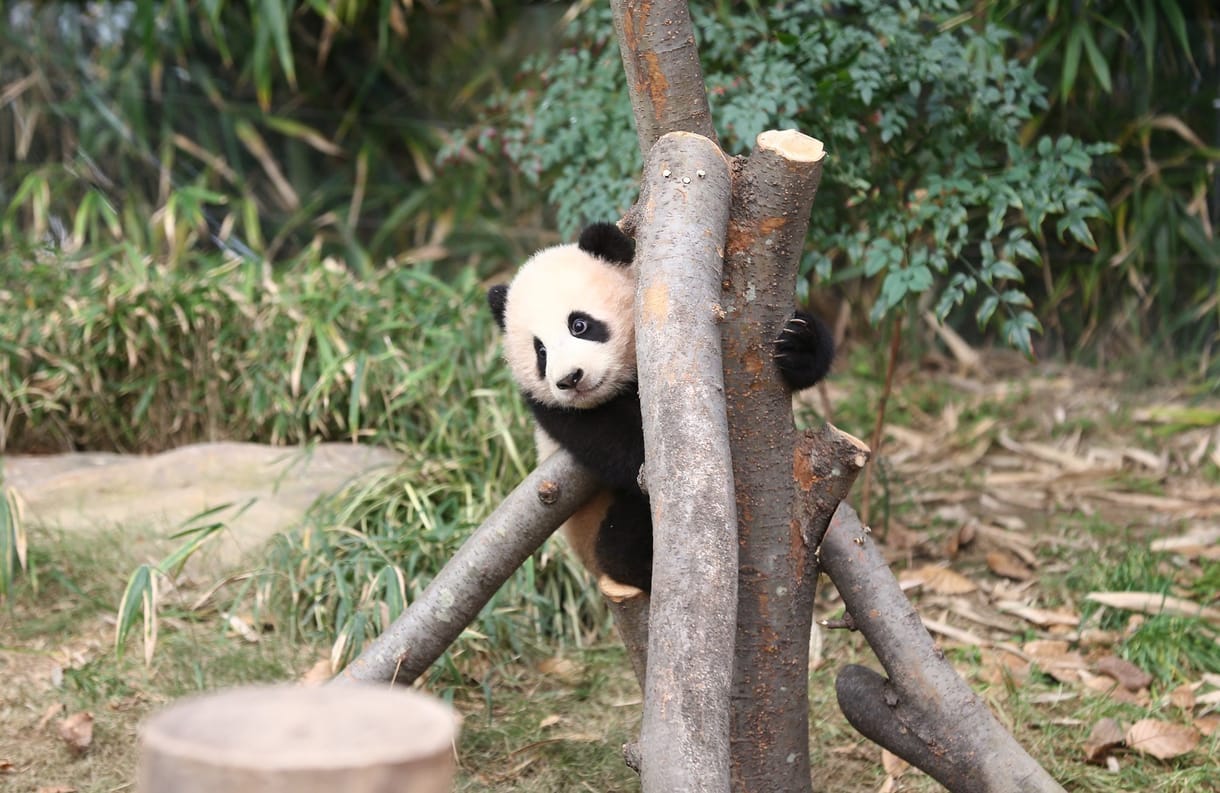 Milliós nézettséget hozott egy túlságosan is ragaszkodó panda videója
