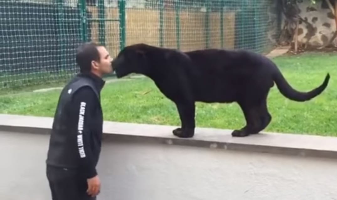 A frászt hozza mindenkire a puszira pályázó sunyi párduc – videó