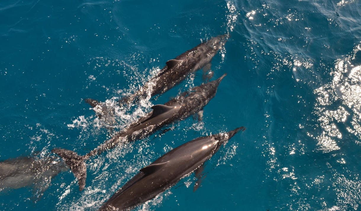 Delfinek segítettek megtalálni egy eltűnt úszót