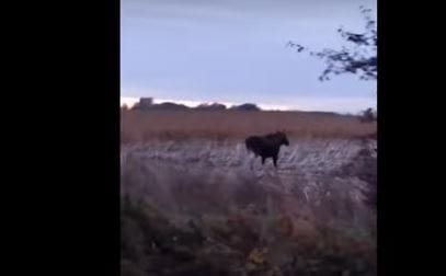 Megint felbukkant a Magyarországra tévedt jávorszarvas