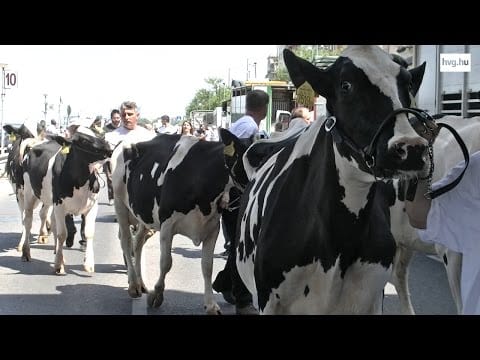 Videó: Ezer tehenet engednének szabadon a gazdák Budapesten