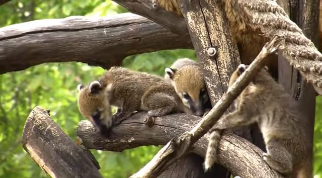 Rég jött ilyen cuki videó ormányosmedve-kölykökről