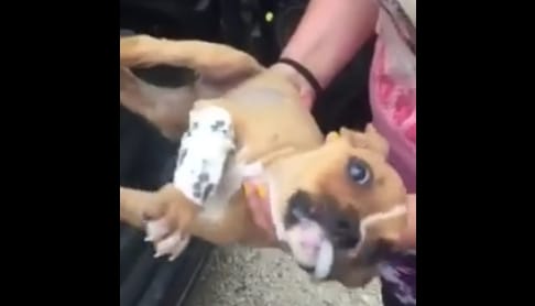 Droggal kínoztak meg Várpalotán egy kölyökkutyát, el kellett altatni - videó