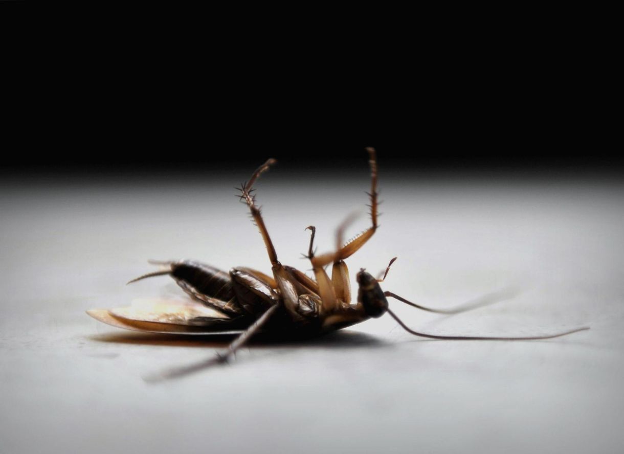 Csótányt etettek és vizeletet itattak az alkalmazottakkal egy kínai cégnél