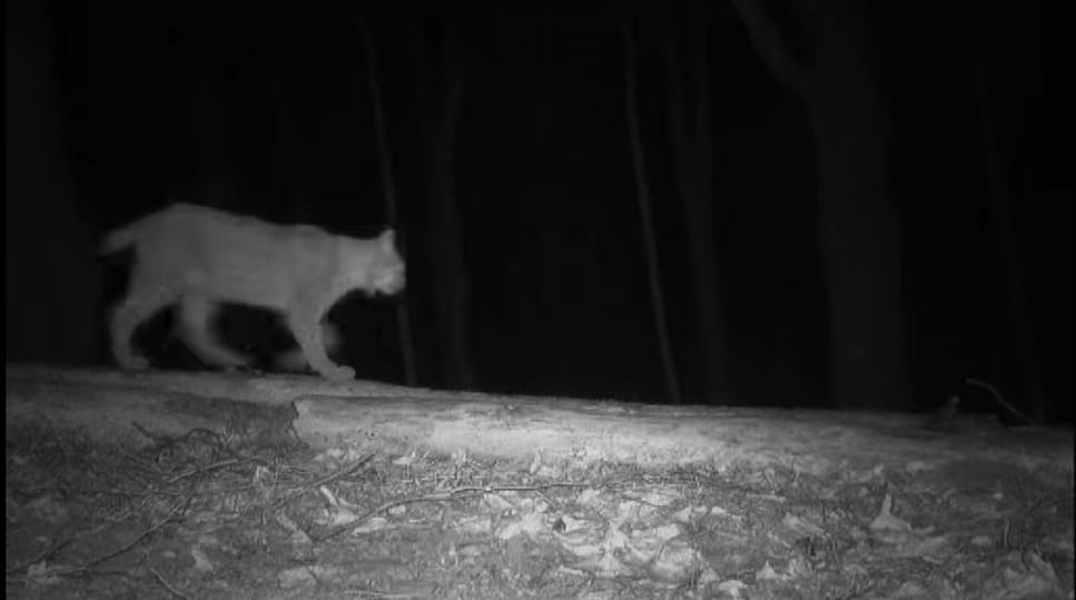 Hiúzt kaptak lencsevégre a Börzsönyben – videó