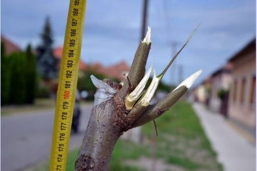 Az összes frissen ültetett fát derékba törte egy 16 éves fiú Mórahalmon