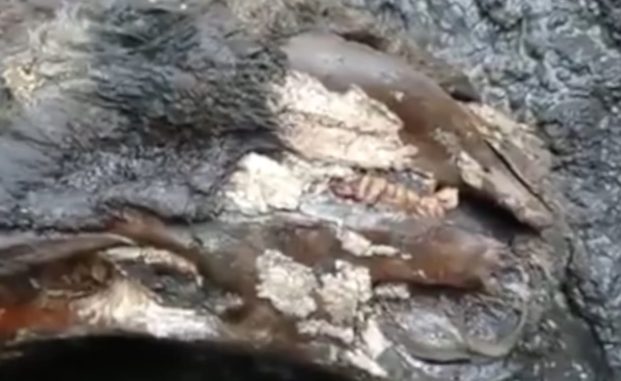 12 ezer éve élt orrszarvú maradványai kerültek elő Szibériában