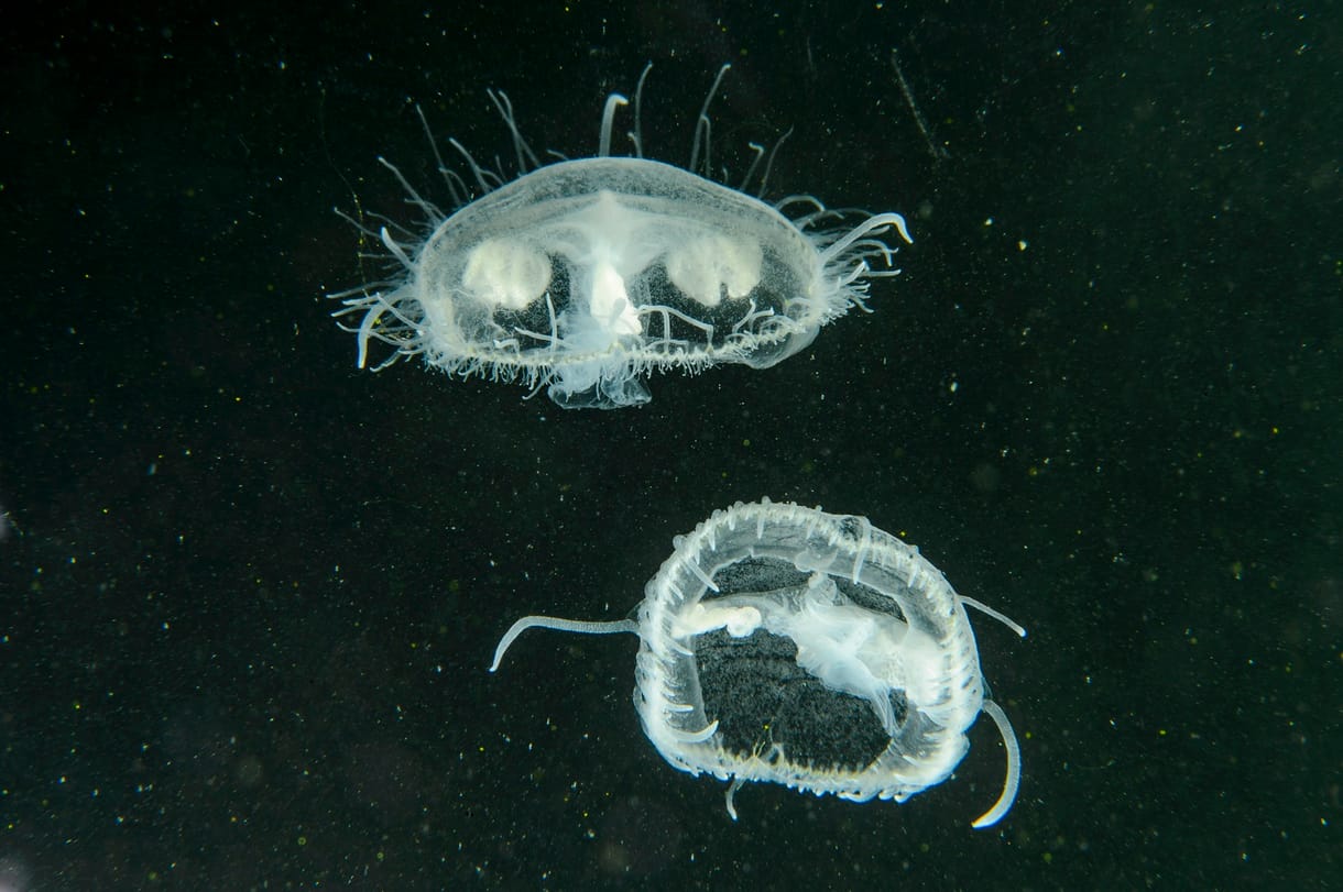Látta már a salgótarjáni medúzákat? Most kettőt is lefotóztak