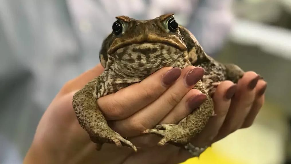 Hogyan állítják meg a kártékony békát, amelyik végigugrált a száraz sivatagon is?