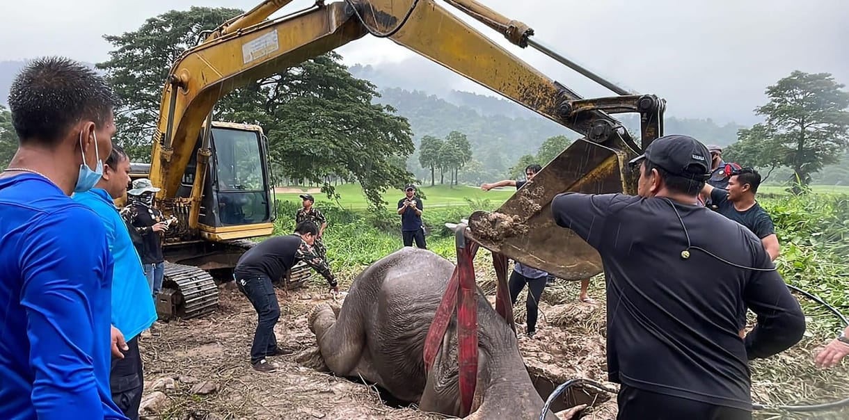 Szívmasszázzsal élesztettek újra egy elefántmamát Thaiföldön