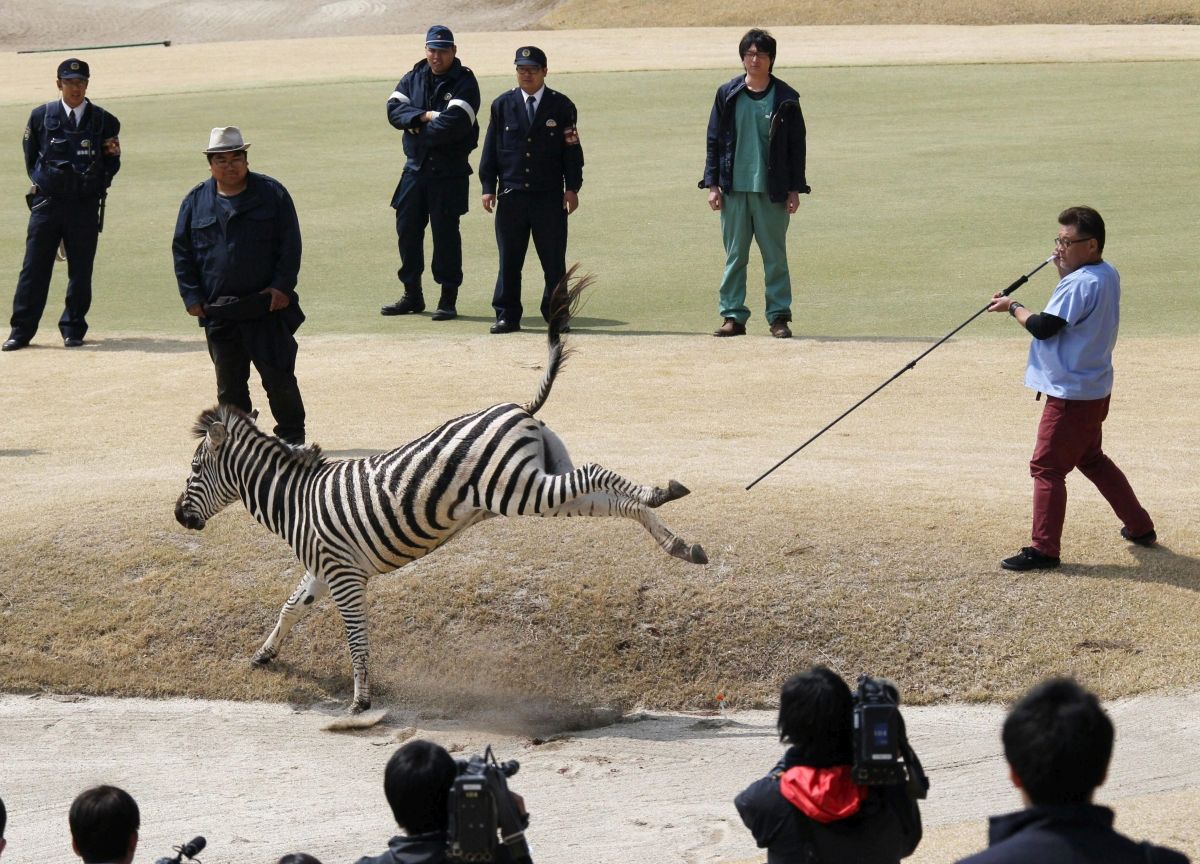 Tragédiába torkollt a zebraüldözés Japánban - fotók