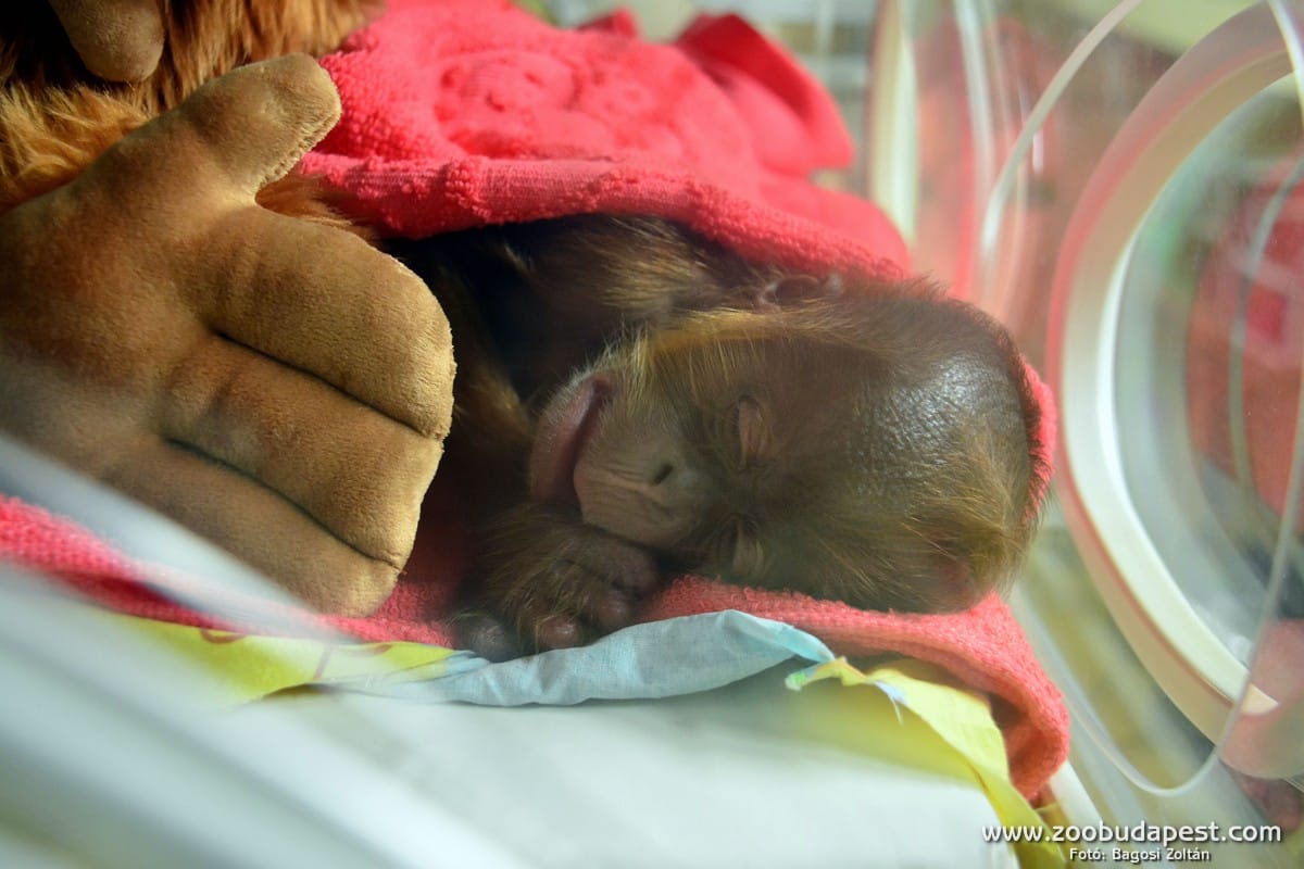 Fotók: Elárvult orangutánbébit nevelnek inkubátorban Budapesten