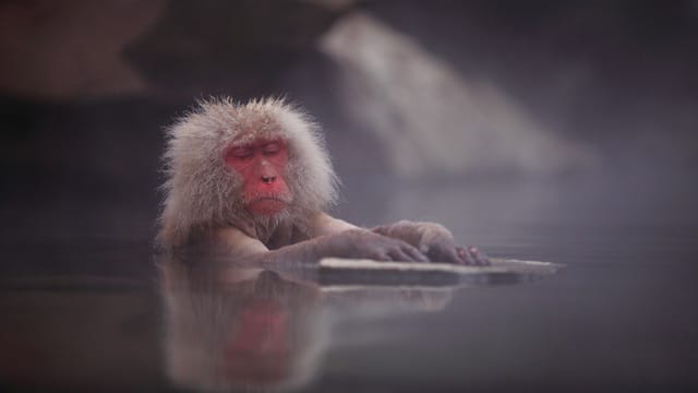 Fókuszpont: japán hómajmok, akik a hegyekben lazítanak