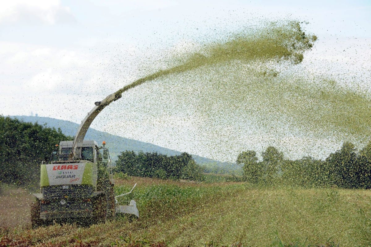 GMO-botrány: 360 ezer forintot kapnak hektáronként a károsult gazdák