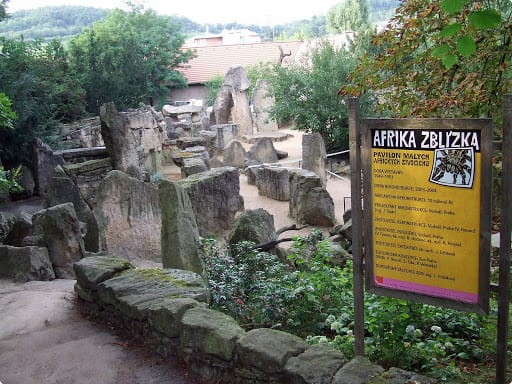 Koronavírusos lett a prágai állatkert egyik gorillája és két oroszlánja