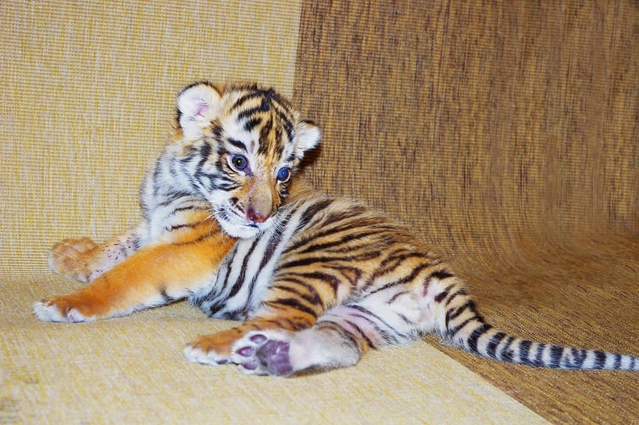 Videó: vígan szopik a kistigris a győri állatkertben