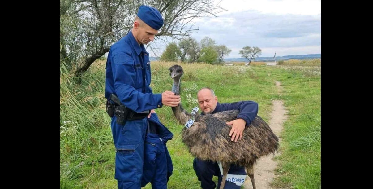 Emut találtak a rendőrök Gárdonyban