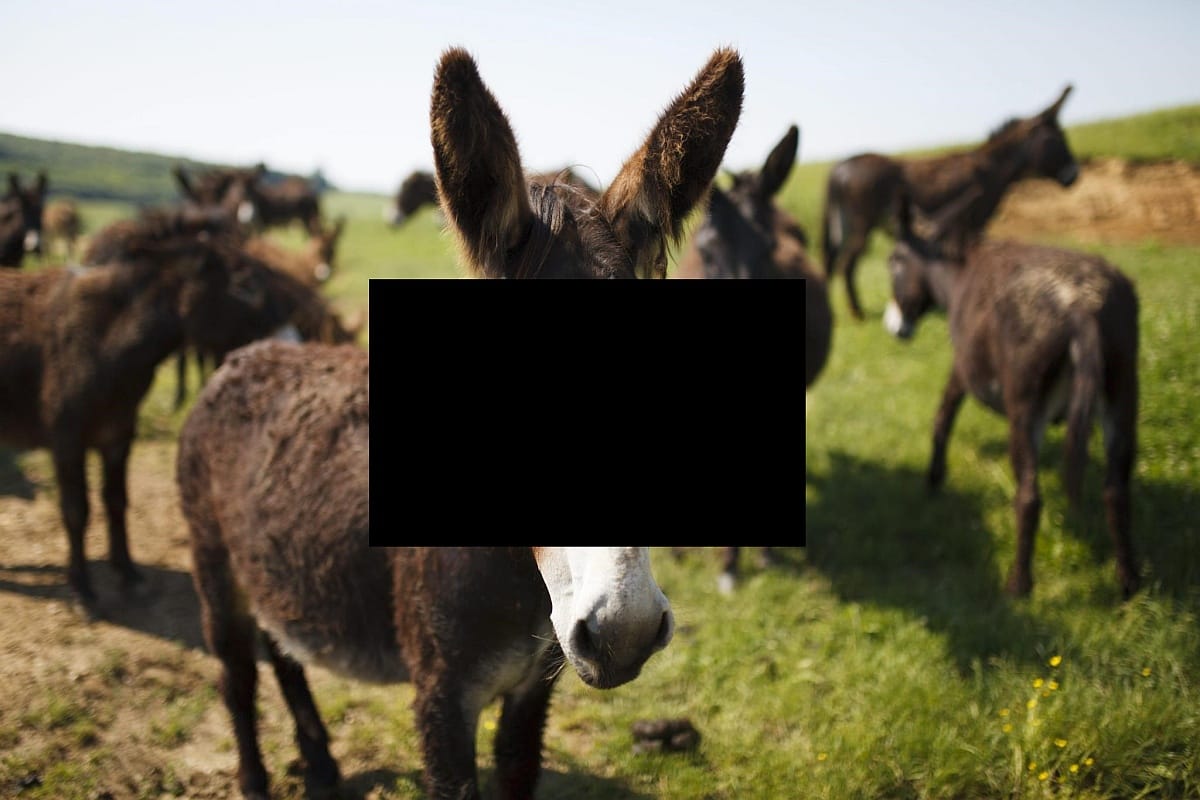 Elítélték a magyarszecsődi gyilkos szamarak gazdáját