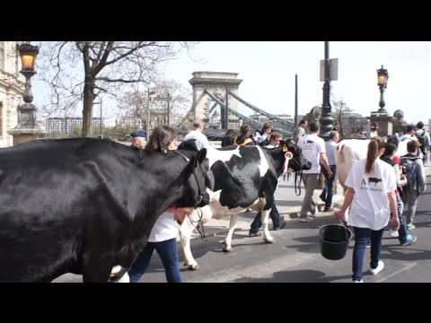 Egy tehén is nyilatkozott a hvg.hu-nak – videó