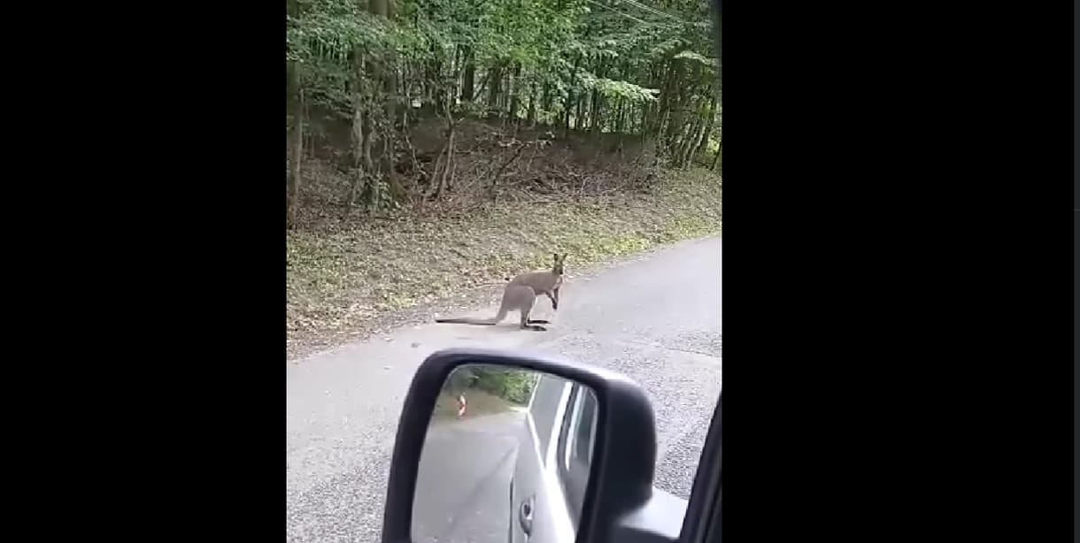 Befogták a Börzsönyben bóklászó kengurut