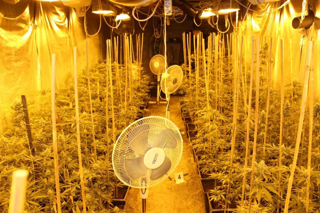 Kisebb kannabisz-ültetvényt találtak egy táborfalvai férfi pincéjében