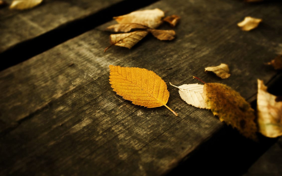 Háttérkép ajánló: Leaves Wallpaper