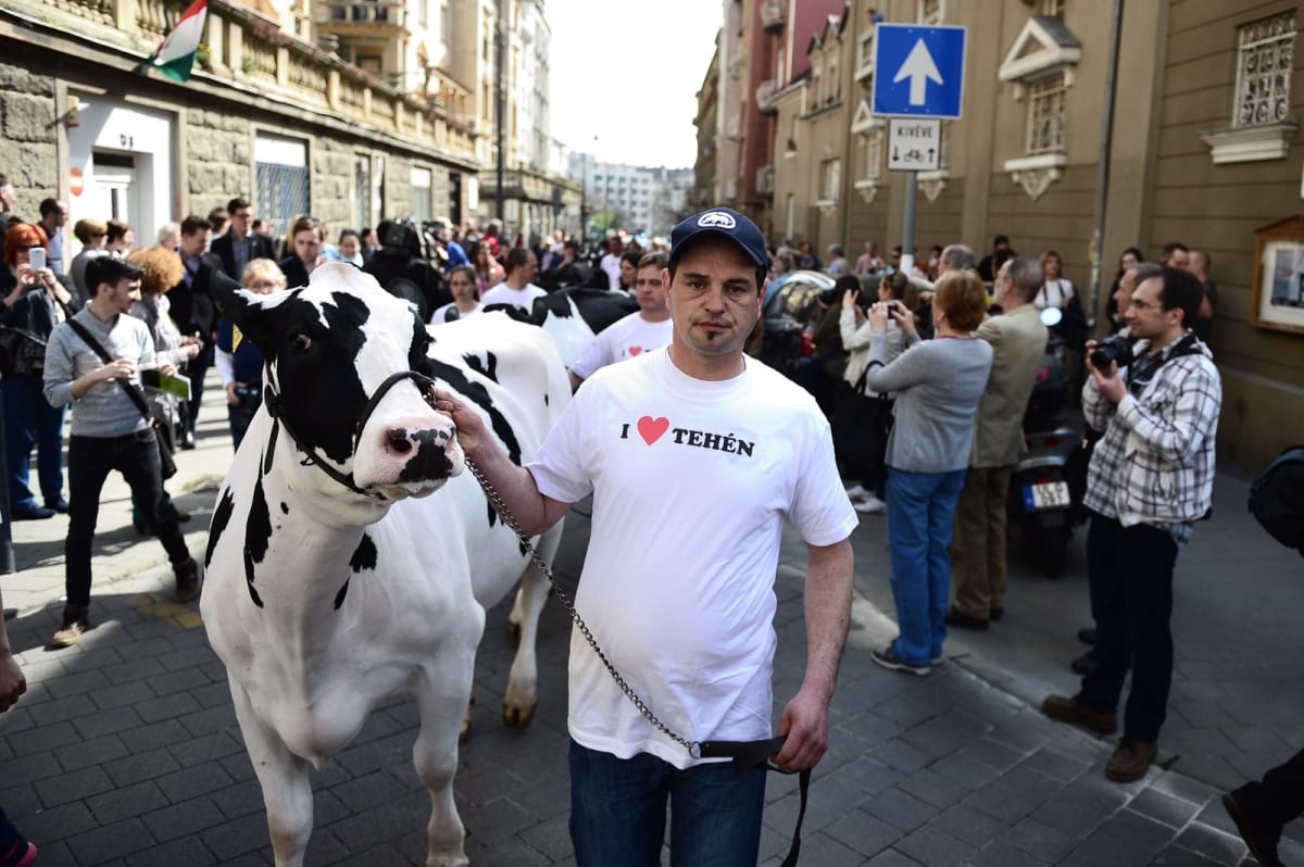 Célt ért a tehénfelvonulás? Tejtermék-ellenőrzést rendelt el a tárca