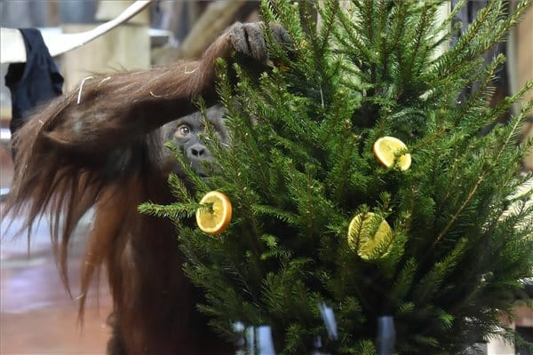 Így karácsonyoznak az állatok a Fővárosi Állat- és Növénykertben