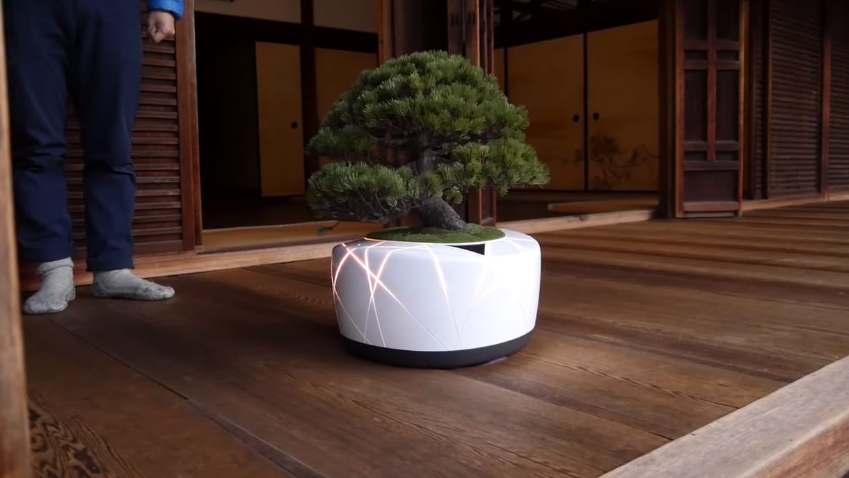 A TDK kitalálta, hogyan lehet nagyon könnyen életben tartani az otthoni bonsai fát