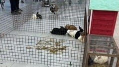 Panaszkodtak a Campona nyuszisimogatójára, vasárnapra eltűnt az egész
