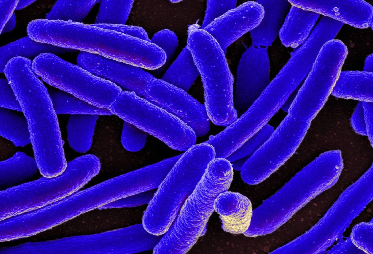Áttörés a diagnosztikában: egy új módszerrel órák alatt azonosíthatók a kórokozók