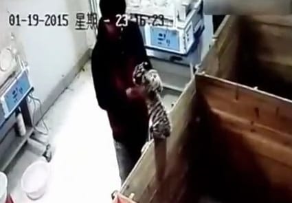 Videó: Ütötte, vágta, rázta a rábízott kistigrist kínai gondozója