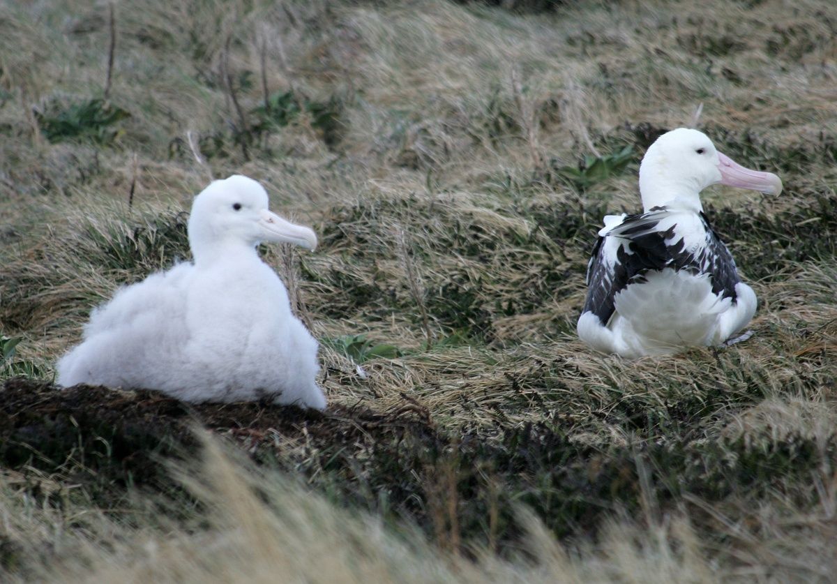 Drónok helyett albatroszokat küldenek harcba a halrablók ellen