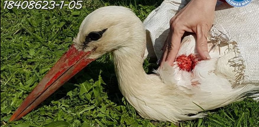 Meglőttek egy gólyát, miután hazatért